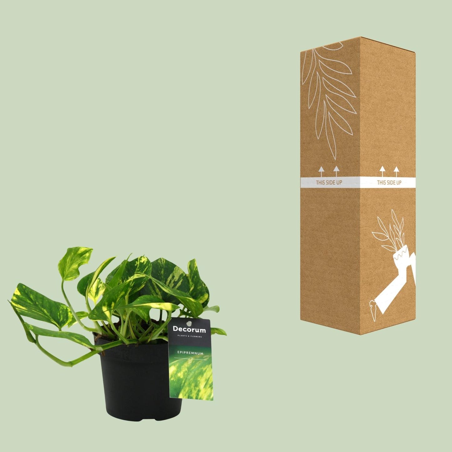 Scindapsus (Epipremnum) N'Joy Gold – Stralende Klimplant met Geelbonte Bladeren