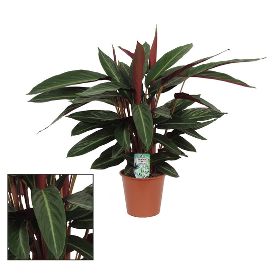 Calathea ‘Stripestar Living’ – Elegante Bladplant met Frisgroene Strepen