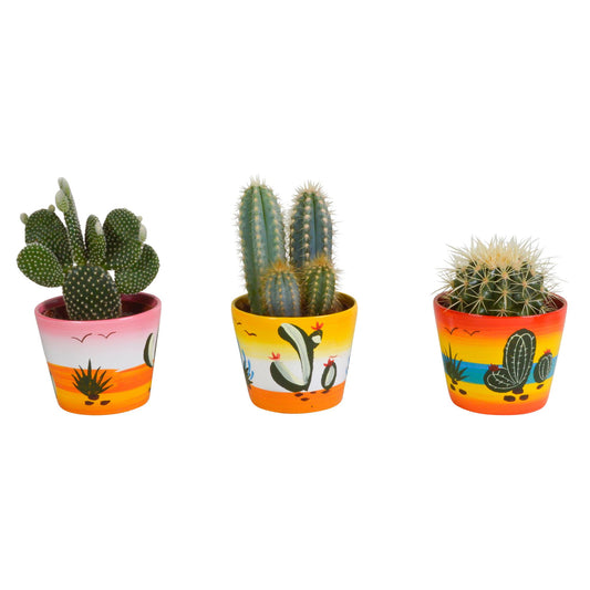Cactusmix in handgeschilderde Mexicaanse pot – Set van 3 unieke cactussen