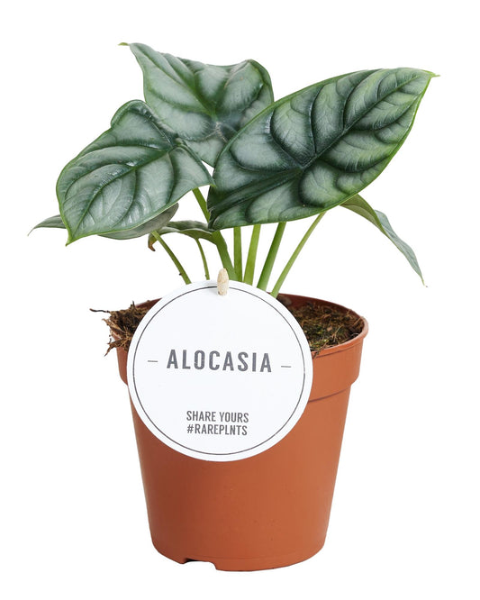 Alocasia Silver Dragon – Zeldzame Blikvanger met Metallic Blad
