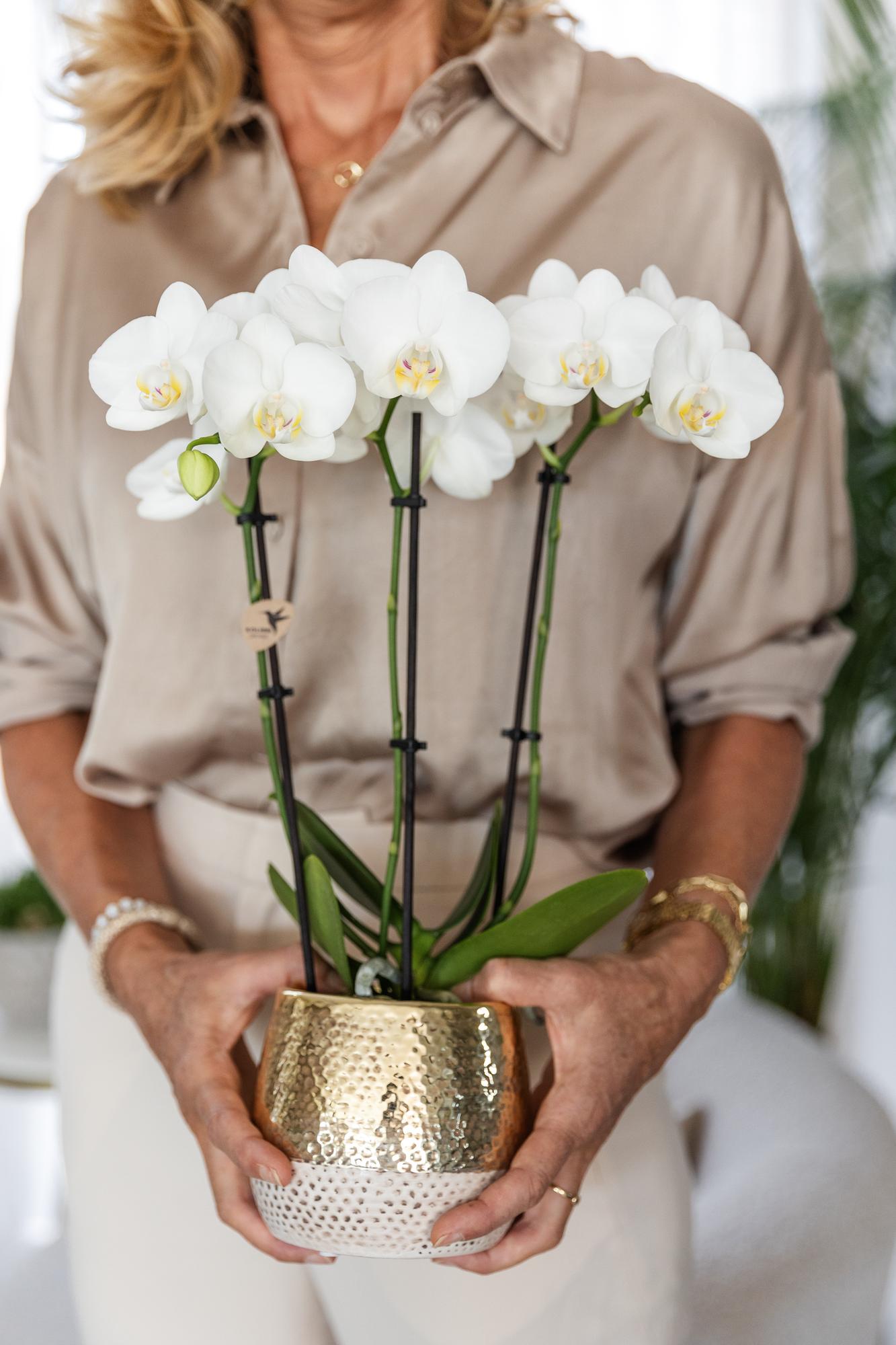 Witte Phalaenopsis Orchidee in Gouden Elite Pot – Luxe Eyecatcher met 2-3 Bloemtakken