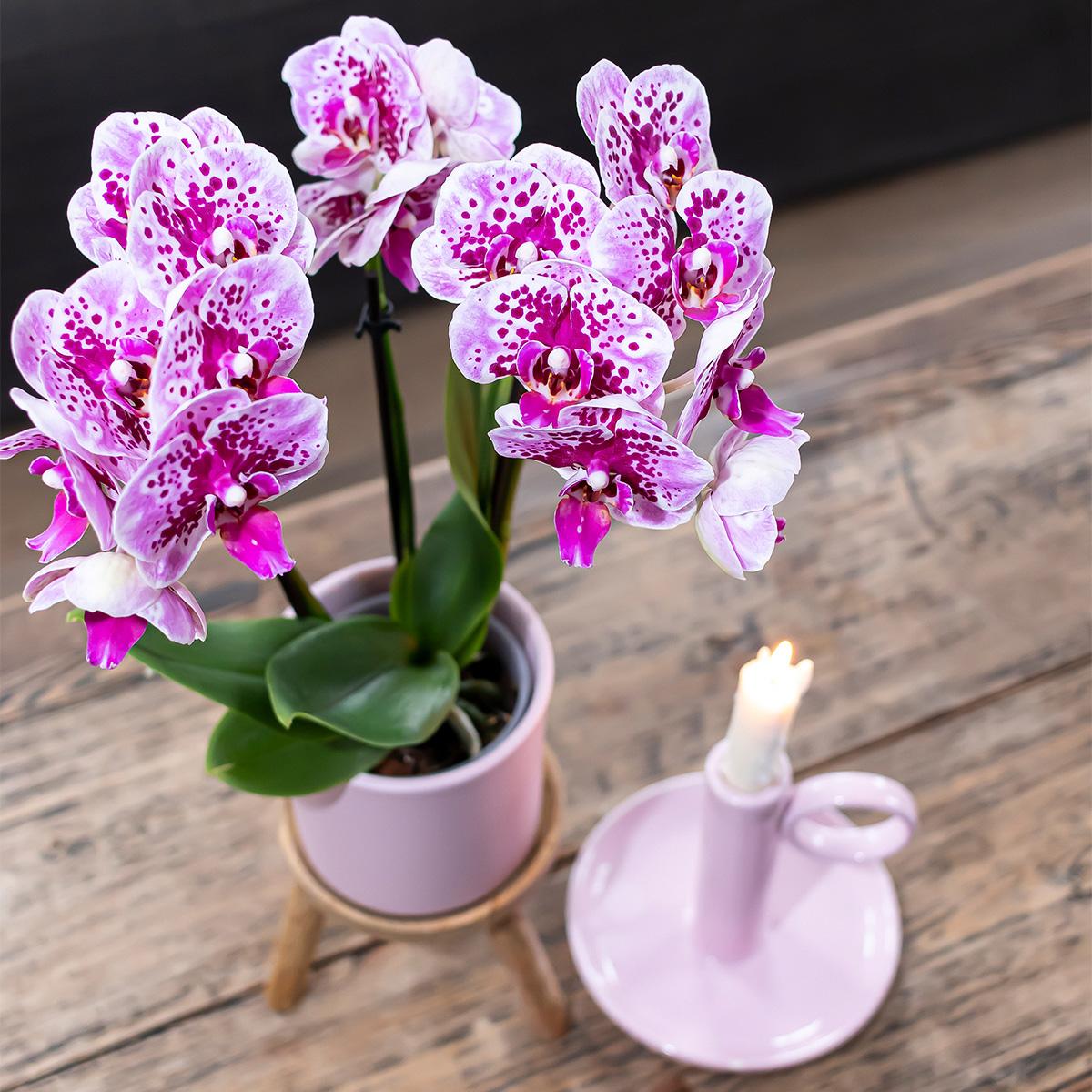 Combinatie van 2 Roze-Paarse Phalaenopsis Orchideeën – Kleurrijke Luxe met Romantische Uitstraling