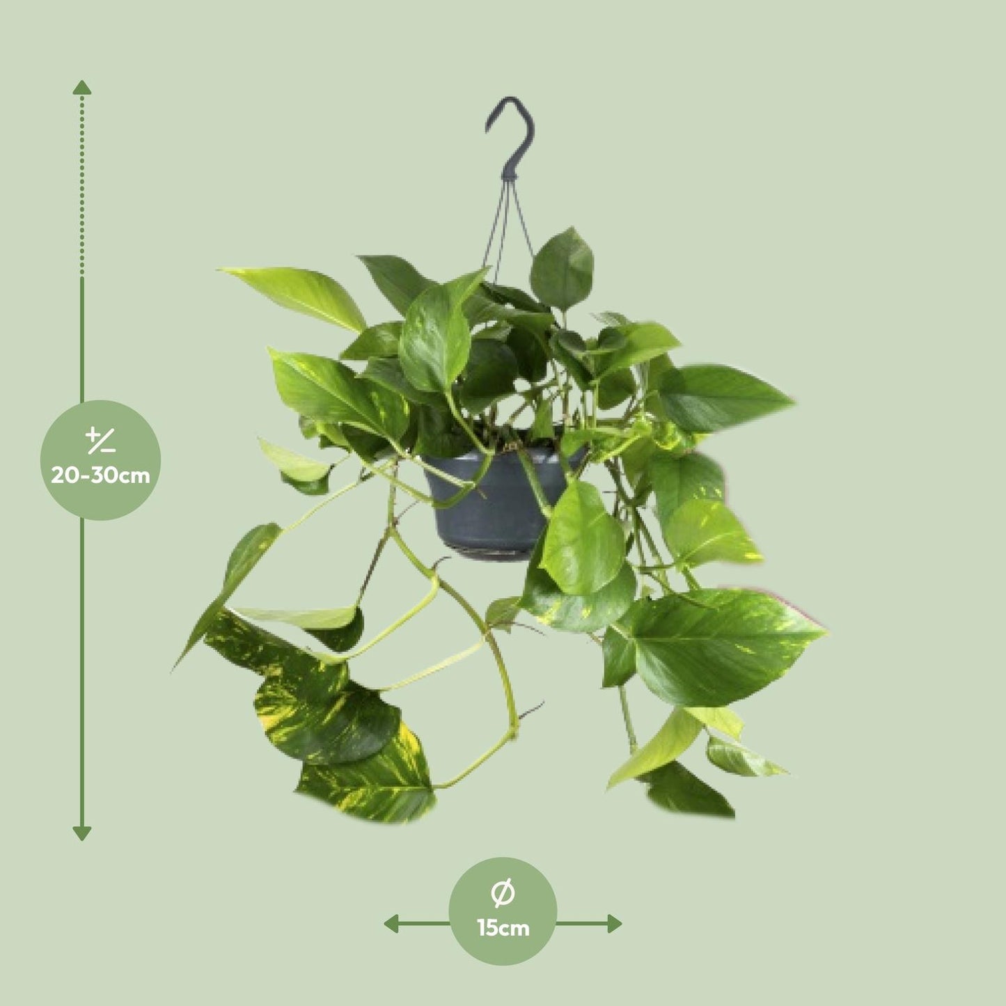 Epipremnum Aureum – IJzersterke Groeier met Goudgele Accenten