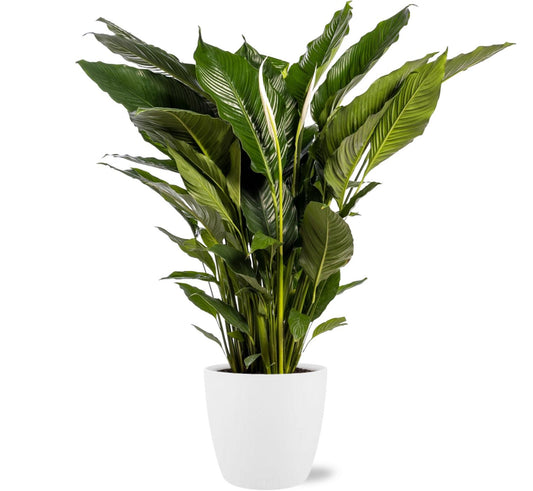 Spathiphyllum 'Sweet Sebastiano' – Lepelplant | Grote Luchtzuiveraar