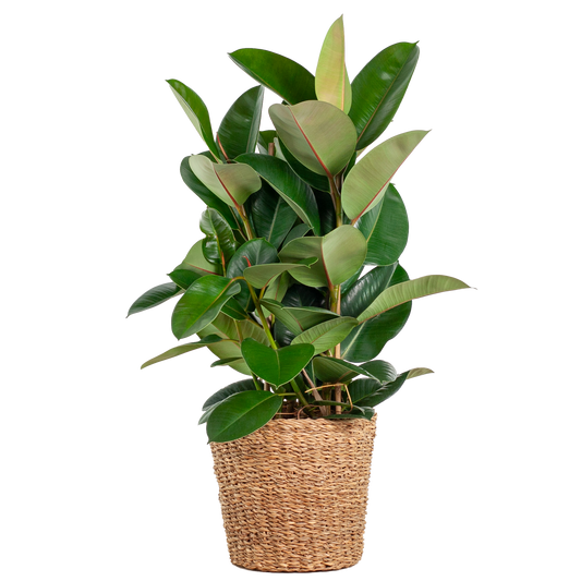 Ficus Elastica Robusta XL in mand – Stoere blikvanger met karakter