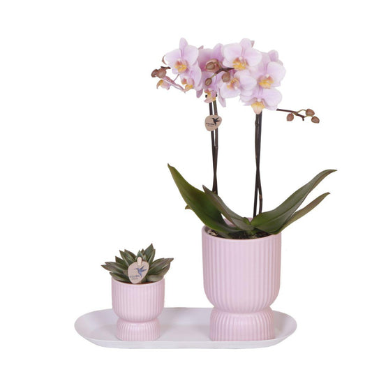 Romantische Plantenset met Roze Orchidee Andorra – Zachte Sfeer in Huis