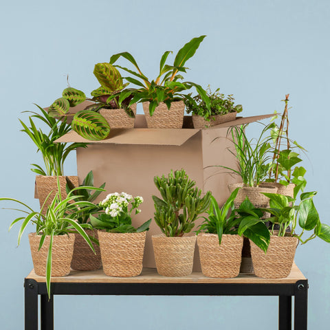 Groene Kneusjesbox (12 stuks) - incl. 12 x mand Sofia