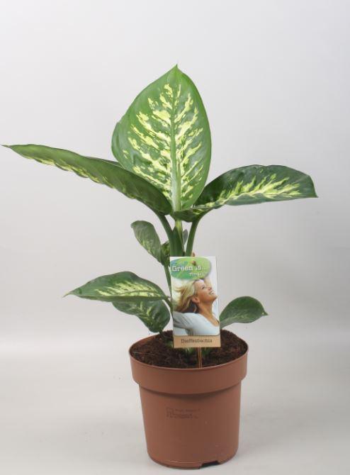 Dieffenbachia 'Tropic Snow' | Grote Bonte Kamerplant | Luchtzuiverend & Makkelijk in Onderhoud