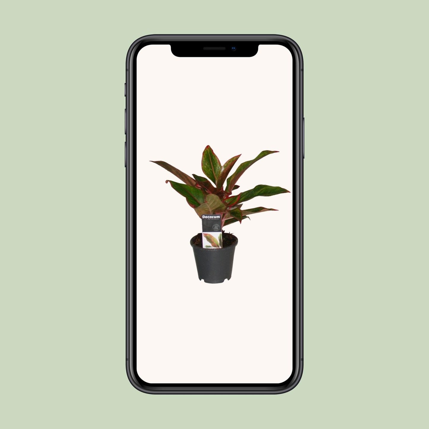 Aglaonema 'Crete' – Kleurrijke Schaduwliefhebber met Tropische Flair