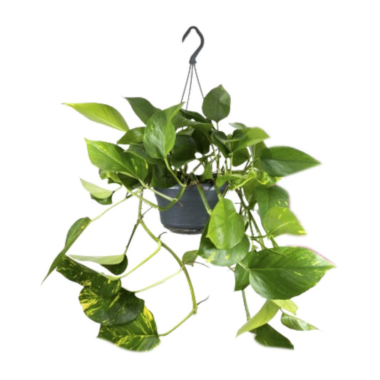 Epipremnum Aureum – IJzersterke Groeier met Goudgele Accenten