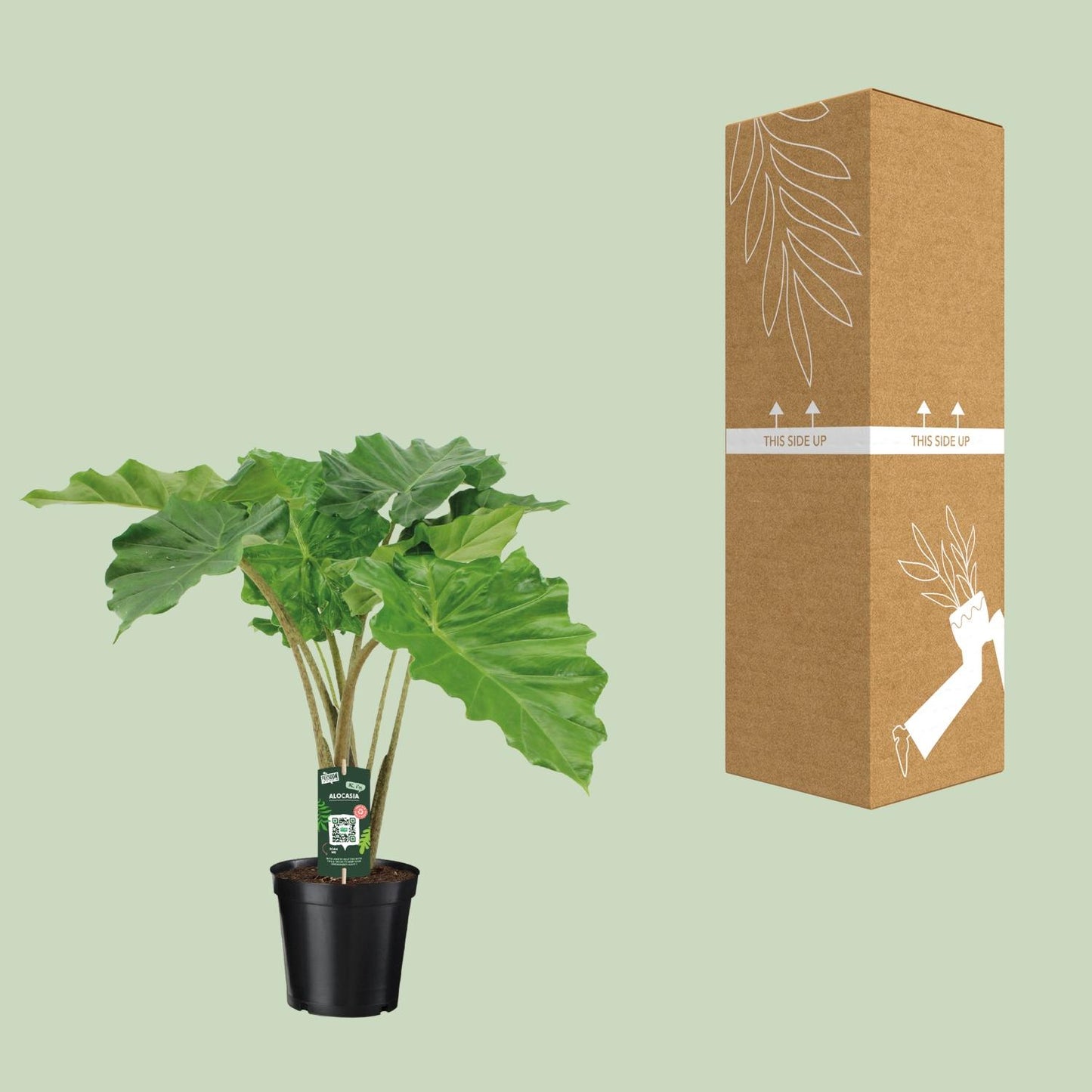Alocasia Portodora – Majestueuze Kamerplant met Golvende XXL-Bladeren