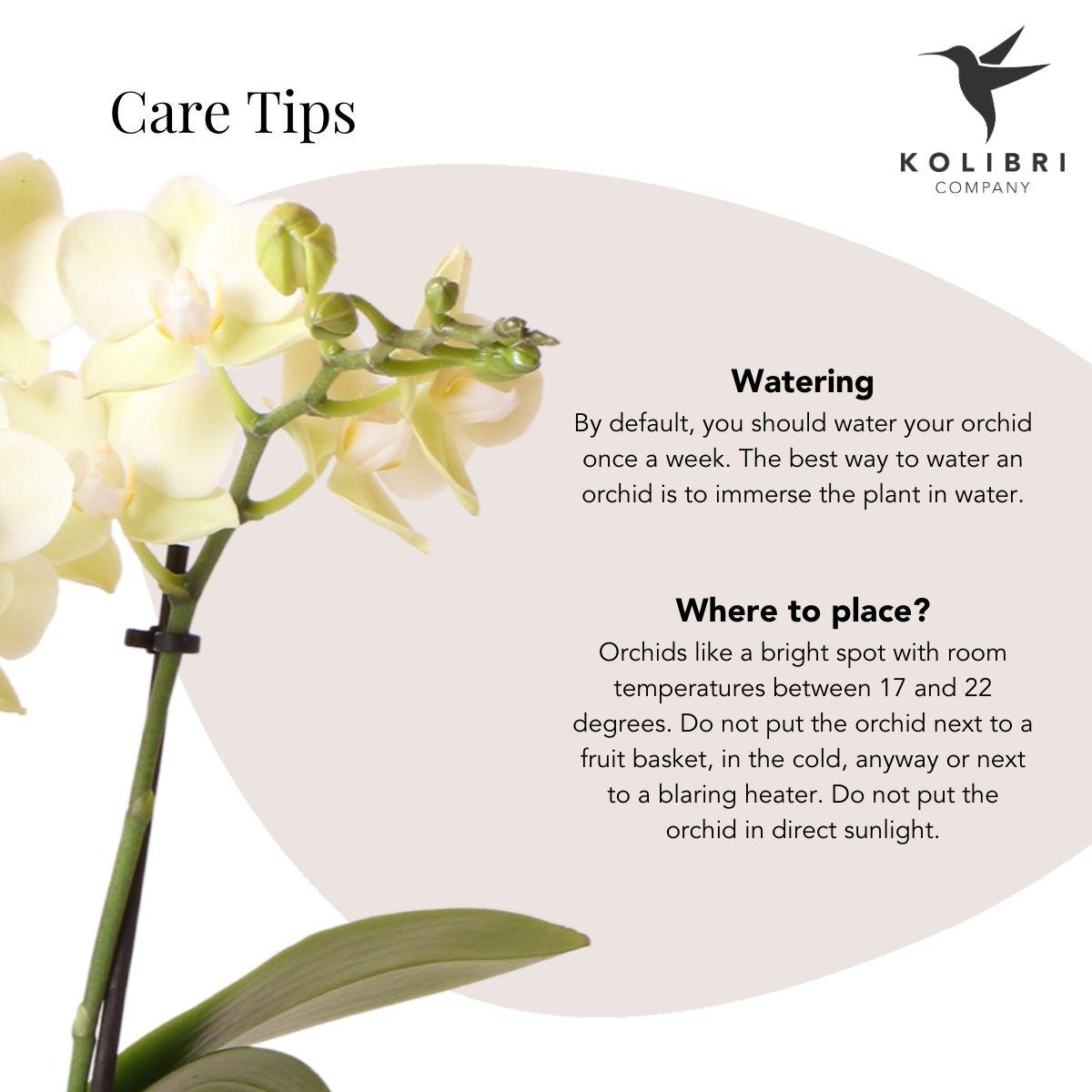 Gele Phalaenopsis Orchidee in Citrus Pot – Zomerse Eyecatcher met 2-3 Bloemtakken