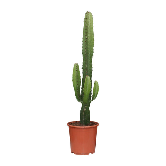 Euphorbia Acrurensis – Cactusachtige Blikvanger met Minimalistische Look