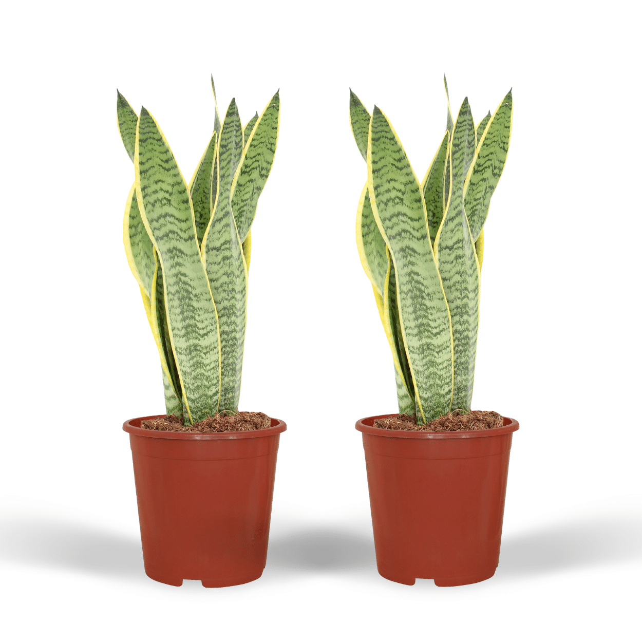 Set van 2x Sansevieria Laurentii – Sterke & Stijlvolle Kamerplanten