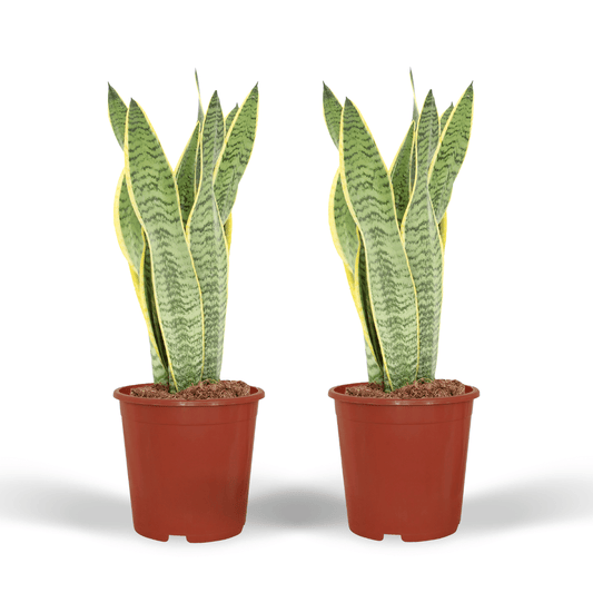 Set van 2x Sansevieria Laurentii – Sterke & Stijlvolle Kamerplanten