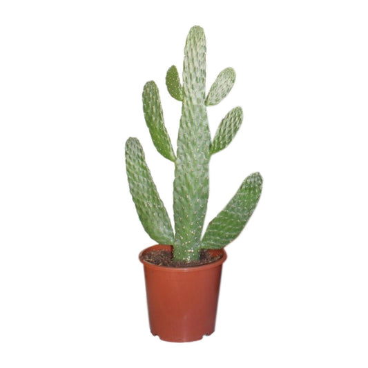 Opuntia Consolea – Stoere Cactus met Sculpturale Vorm