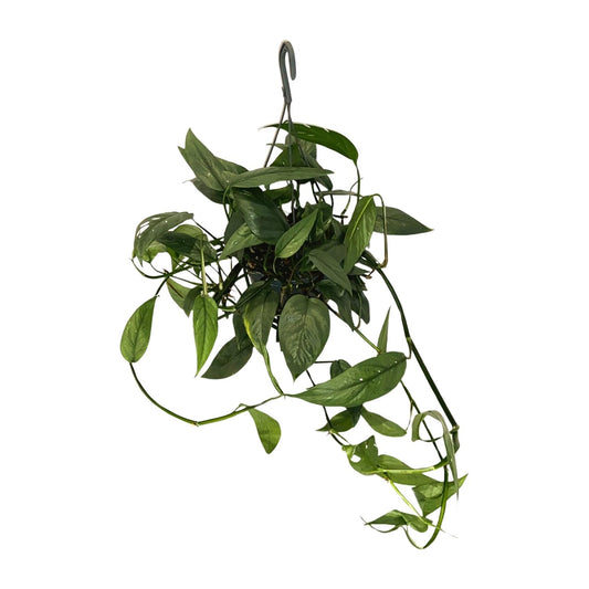 Epipremnum 'Cebu Blue' – Unieke Blauwgroene hangplant met Metallic Glans