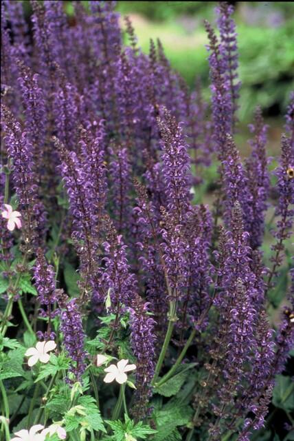 6x Salvia nem. 'Mainacht' - ↕10-25cm - Ø9cm