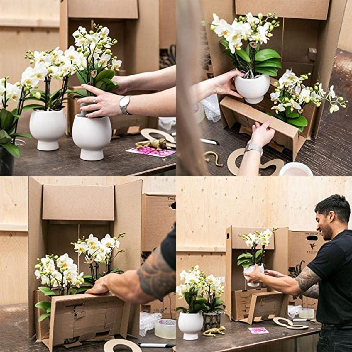 Gele Phalaenopsis Orchidee in Citrus Pot – Zomerse Eyecatcher met 2-3 Bloemtakken