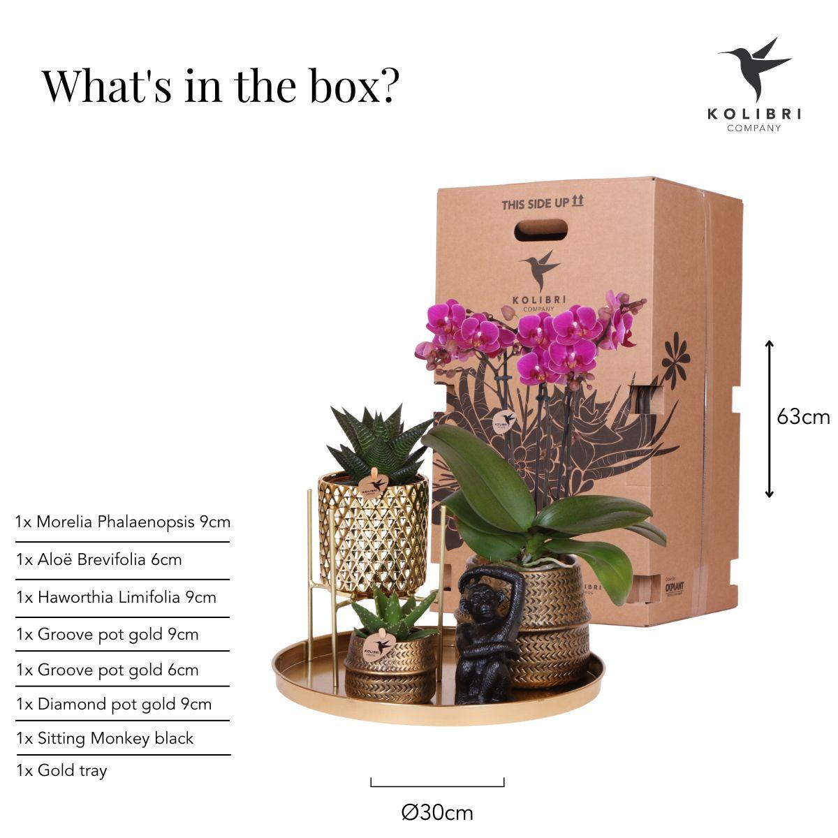 Hotel Chic Orchidee & Succulenten Set – Compleet met Sierpotten & Decoratie