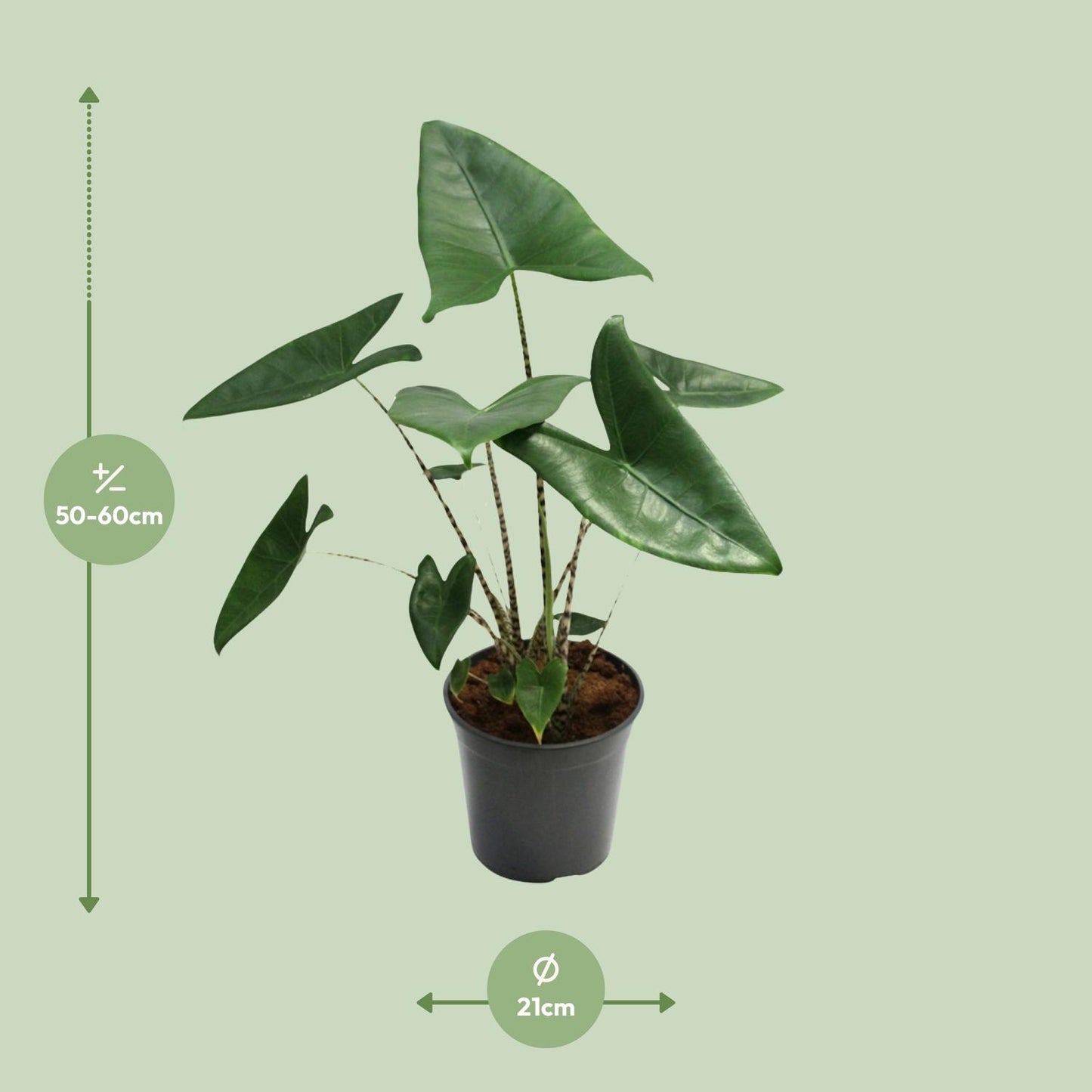 Alocasia Zebrina – Exotische Eyecatcher met Zebra-Stelen