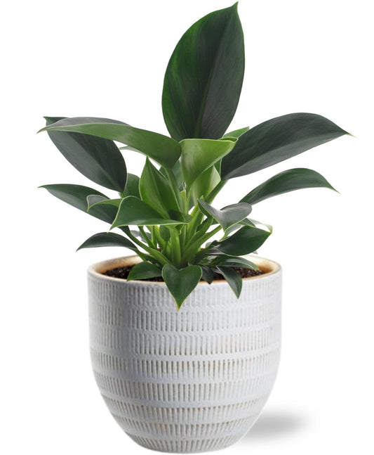 Philodendron Green Princess – Compacte Bladbeauty