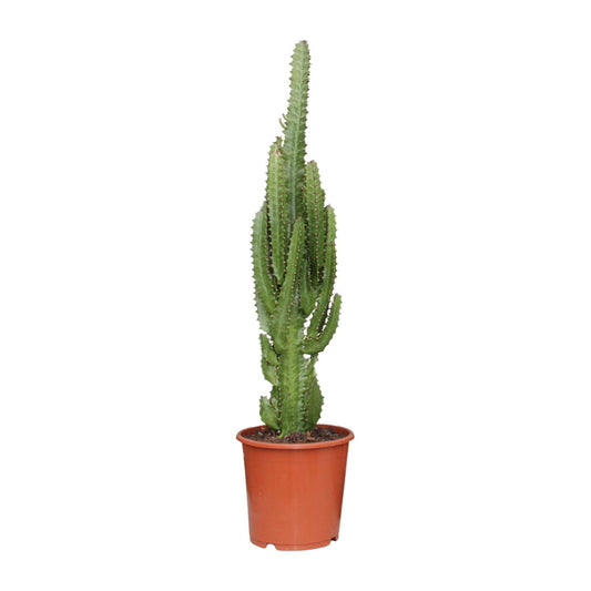Euphorbia Trigona – Afrikaanse Melkboom met Stoere Uistraling