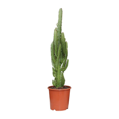 Euphorbia Trigona – Afrikaanse Melkboom met Stoere Uistraling