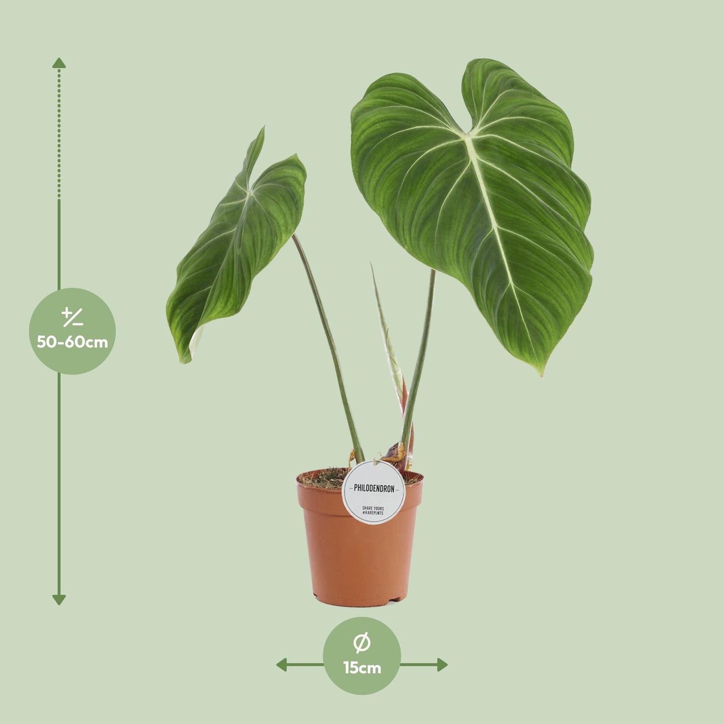 Philodendron Gloriosum – Fluweelzachte Bladplant met Witte Nervatuur