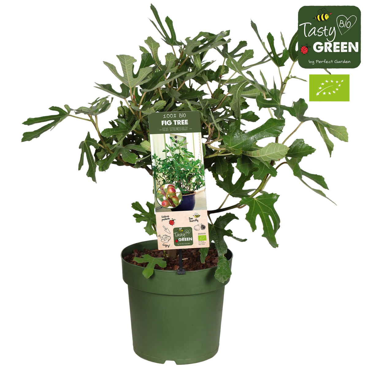 Ficus Carica 'Little Miss Figgy' Bio - Vijg