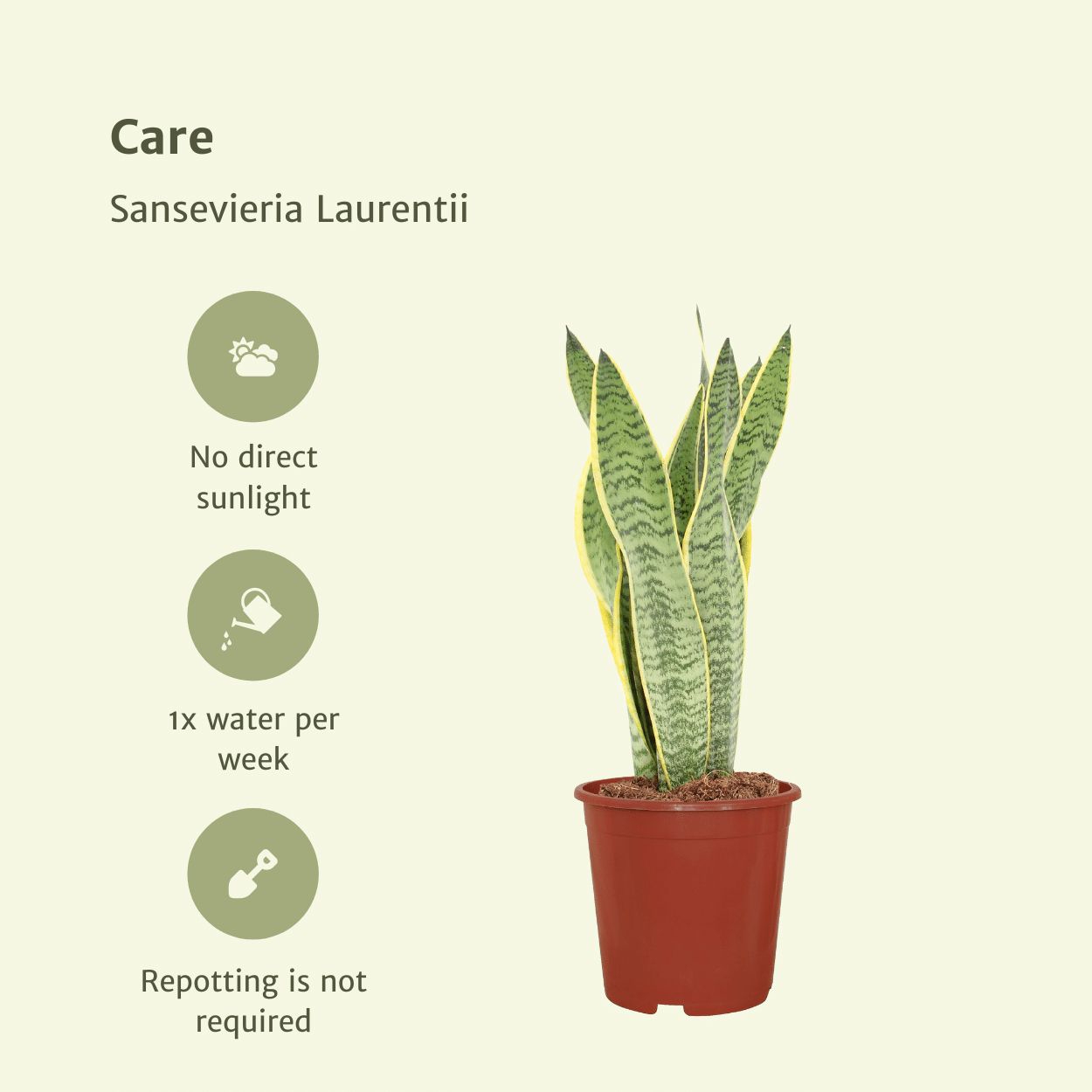 Set van 2x Sansevieria Laurentii – Sterke & Stijlvolle Kamerplanten