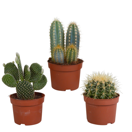 Cactusmix – Set van 3 stekelige karakters