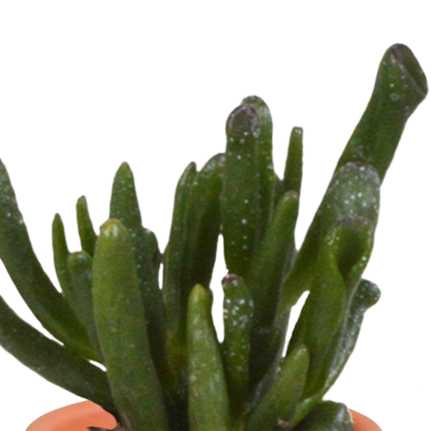 🌵 MEGA Cactus & Vetplanten Mix – 15 stuks in handgeschilderde Mexicaanse pot