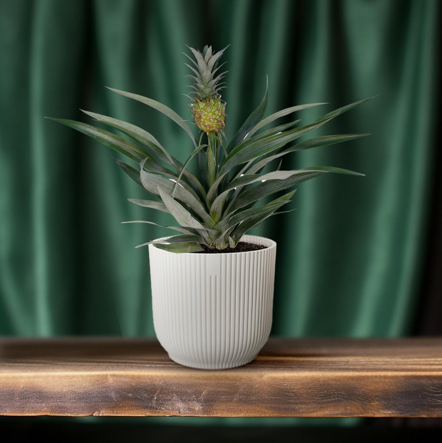 Bromelia Ananas – Exotische Eyecatcher met Echte Mini-Ananas