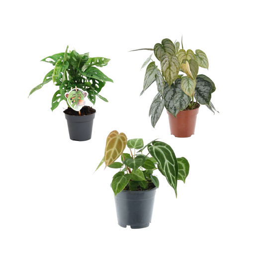 Groene Plantenmix – Monstera Obliqua ‘Monkey Leaf’, Philodendron Brandtianum & Anthurium Crystallinum | Set van 3 unieke kamerplanten