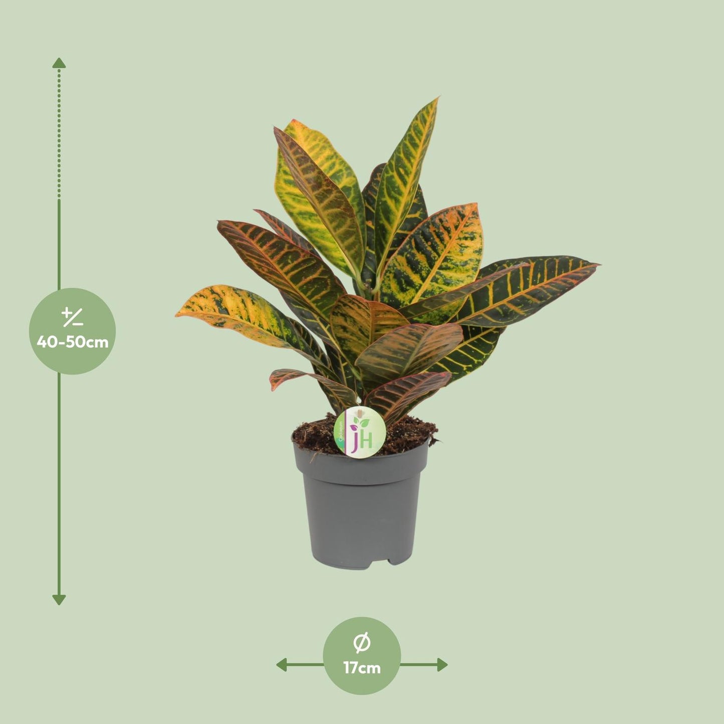 Codiaeum Petra – Kleurexplosie met Tropisch Karakter