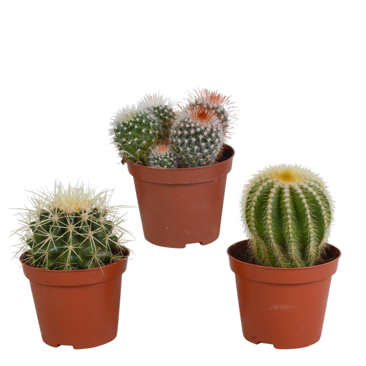 Mix van 3 bolcactussen