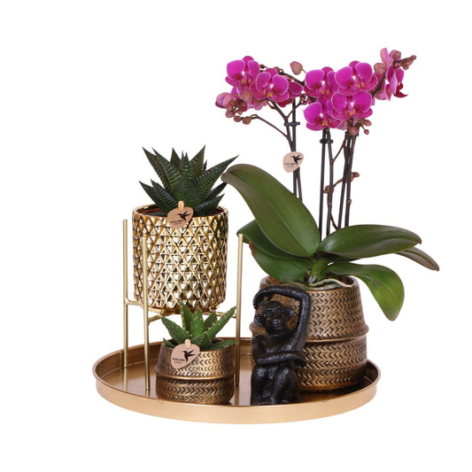 Hotel Chic Orchidee & Succulenten Set – Compleet met Sierpotten & Decoratie