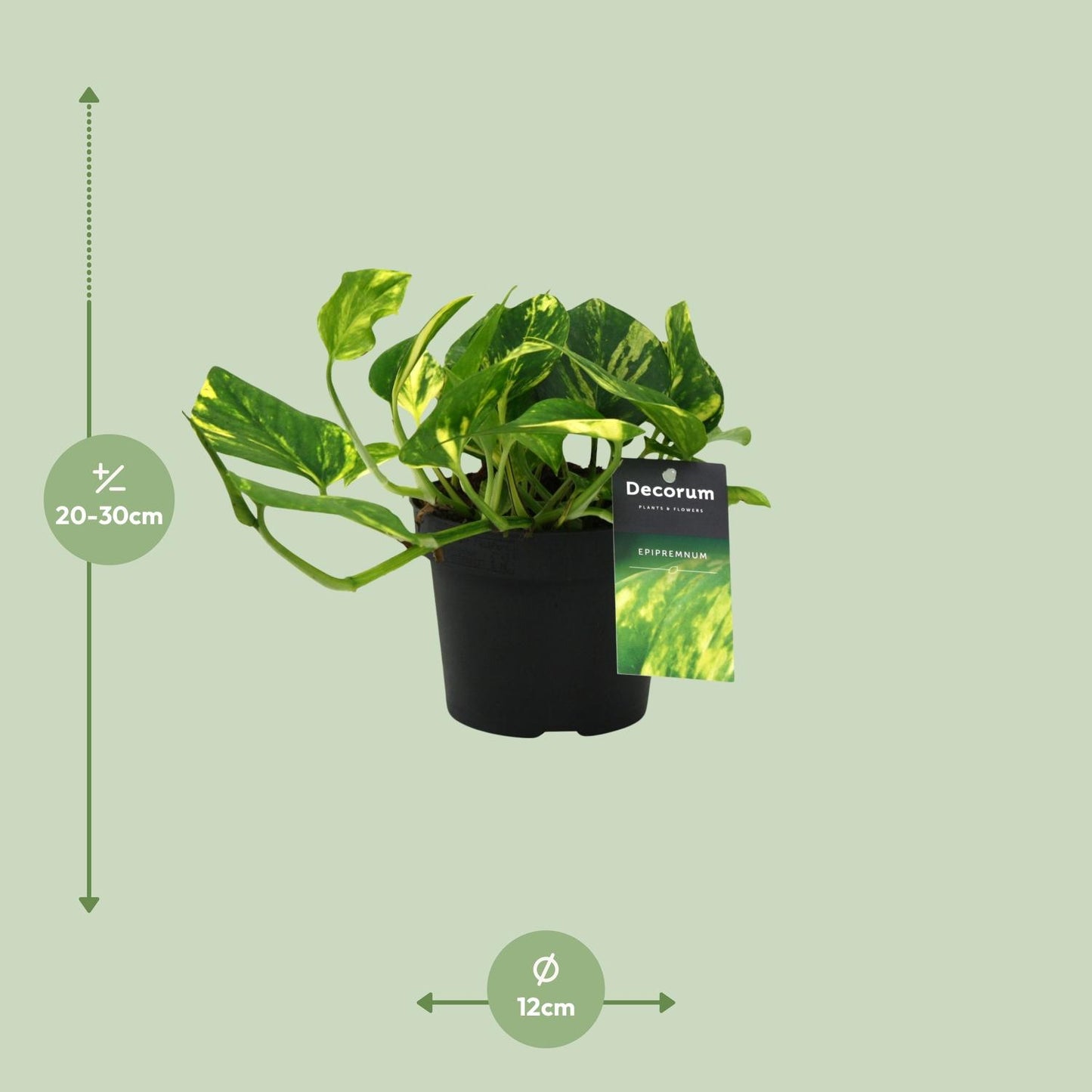 Scindapsus (Epipremnum) N'Joy Gold – Stralende Klimplant met Geelbonte Bladeren