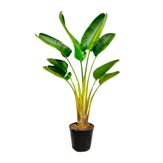 Strelitzia Augusta – Robuuste Tropische Kamerplant met Grote Bladeren