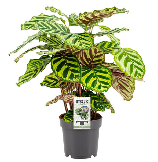 Calathea Makoyana – Pauwenplant met Uniek Gevederd Bladpatroon