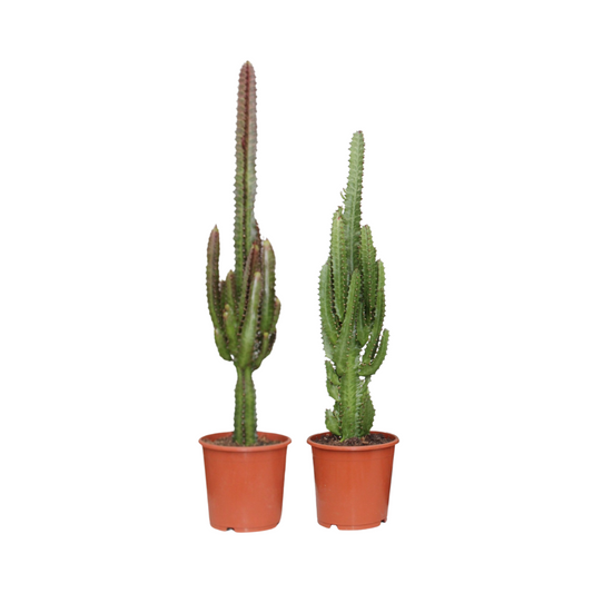 Euphorbia Groen / Rood – 2 stuks | Stevige Vetplanten | Bijzondere Cactusachtige Kamerplanten