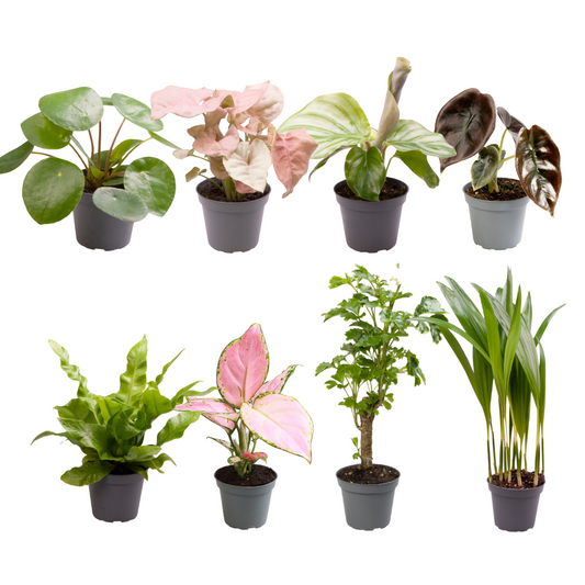 Baby Plantjes Verrassingsbox – Set van 8