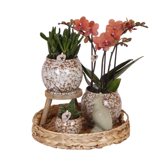 Untamed Nature Giftset – Botanisch Cadeaupakket met Orchidee en Kamerplanten