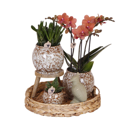 Untamed Nature Giftset – Botanisch Cadeaupakket met Orchidee en Kamerplanten