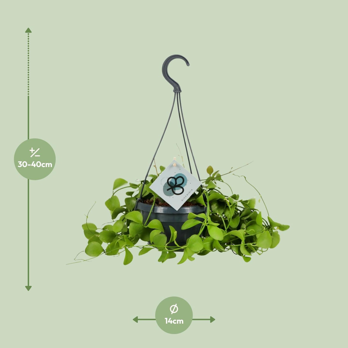 Dischidia Imbricata – Schildplant met Klim- en Kweekkunst