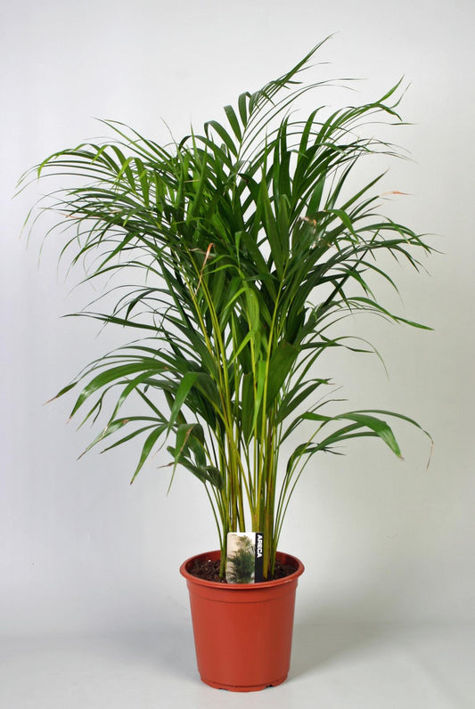 Dypsis Lutescens – Areca Palm met Tropische Sfeer