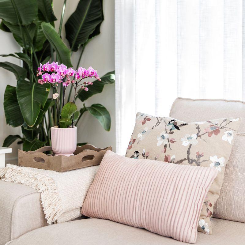 Romantische Plantenset met Roze Orchidee Andorra – Zachte Sfeer in Huis