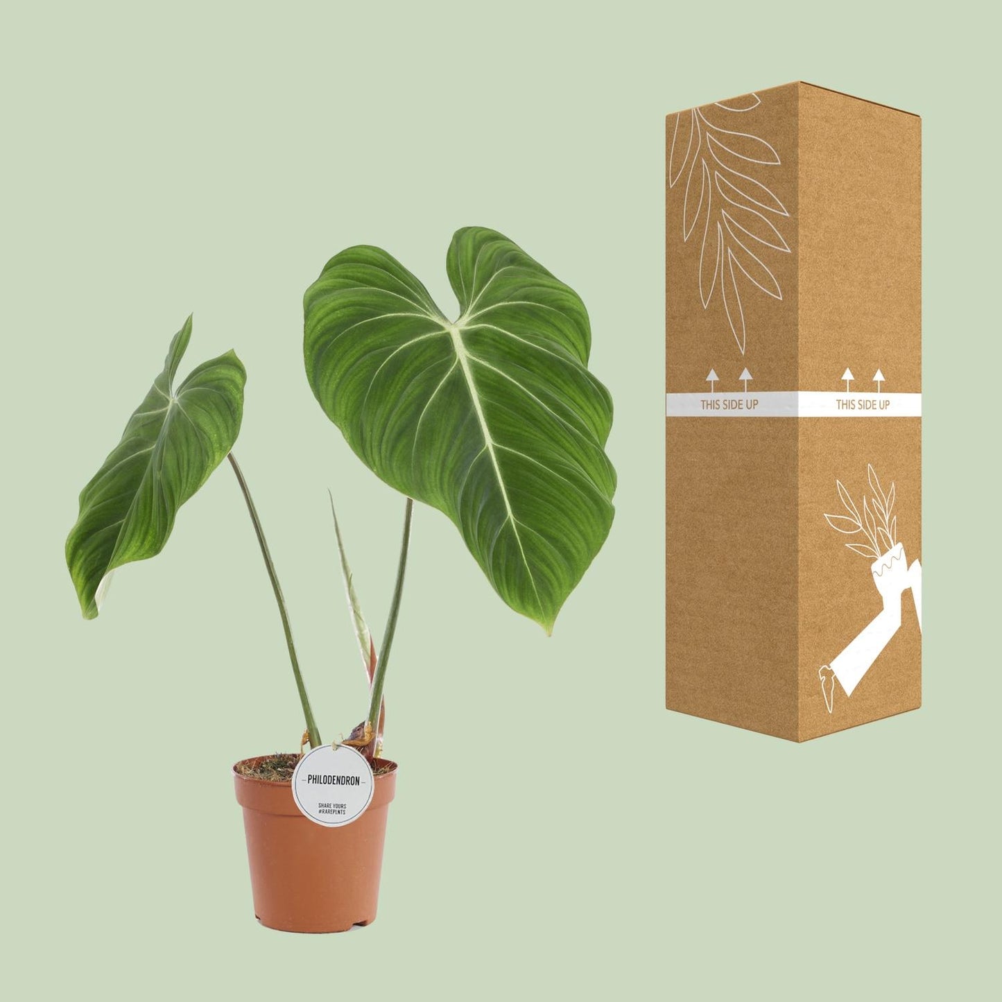 Philodendron Gloriosum – Fluweelzachte Bladplant met Witte Nervatuur