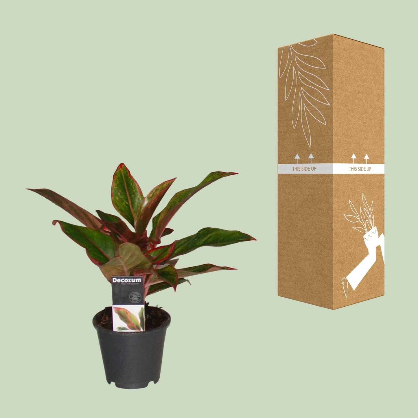 Aglaonema 'Crete' – Kleurrijke Schaduwliefhebber met Tropische Flair
